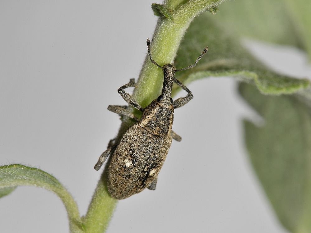 Notaris bimaculatus?no, Lepyrus palustris (Curculionidae)